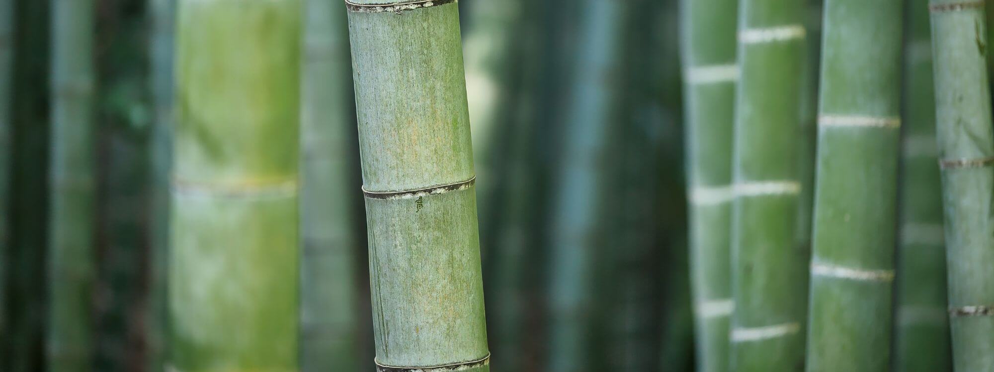 Bamboo Collection