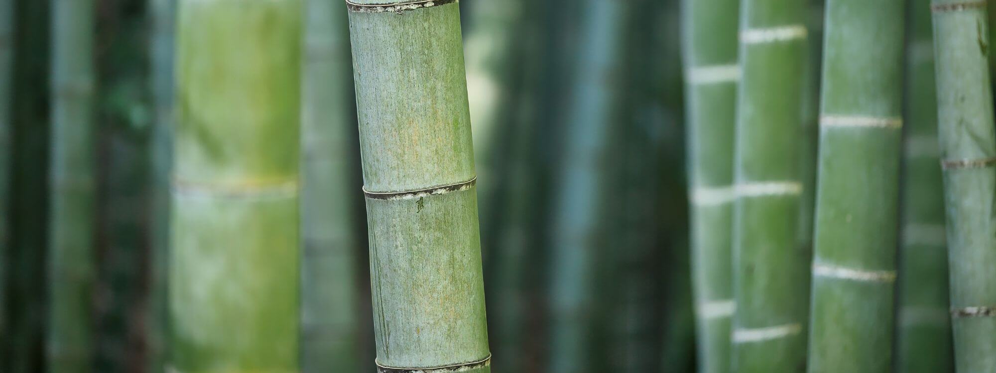 bamboo stalks growing in the wild
