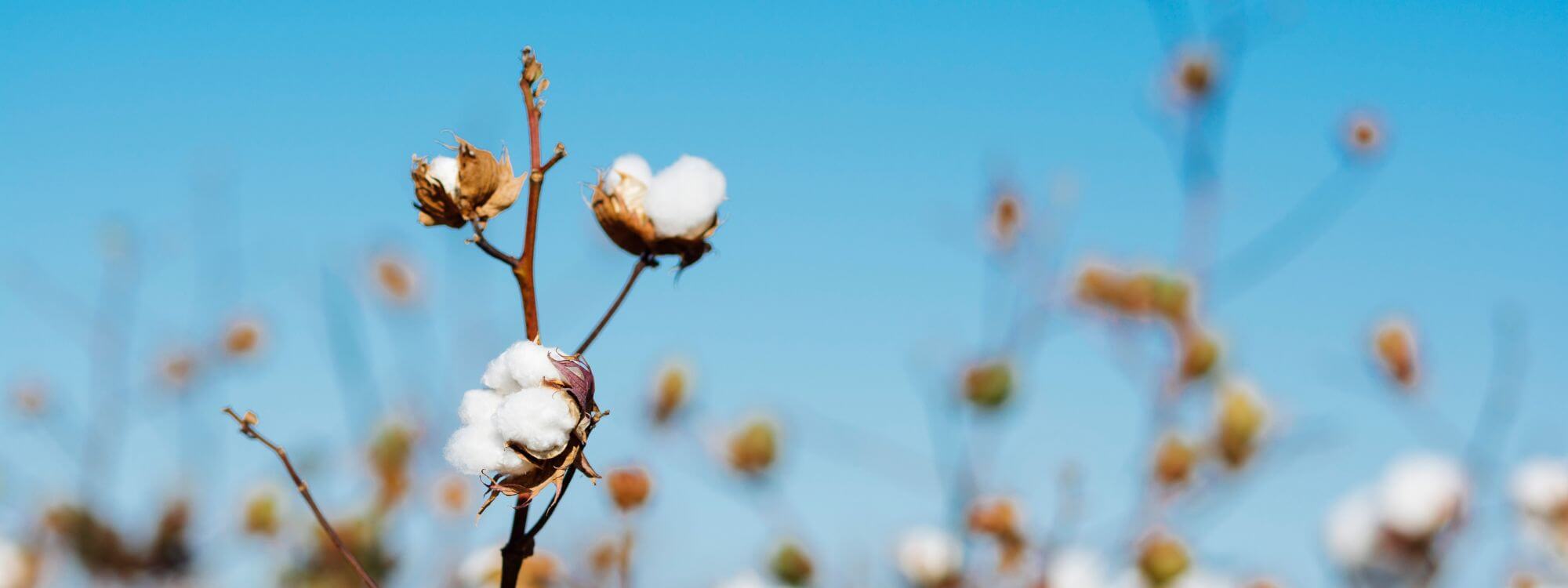 organic cotton puffs growing in a cotton field