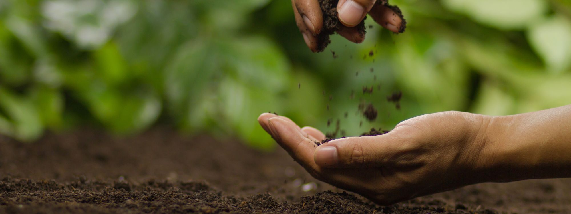 person's hands with fresh soil