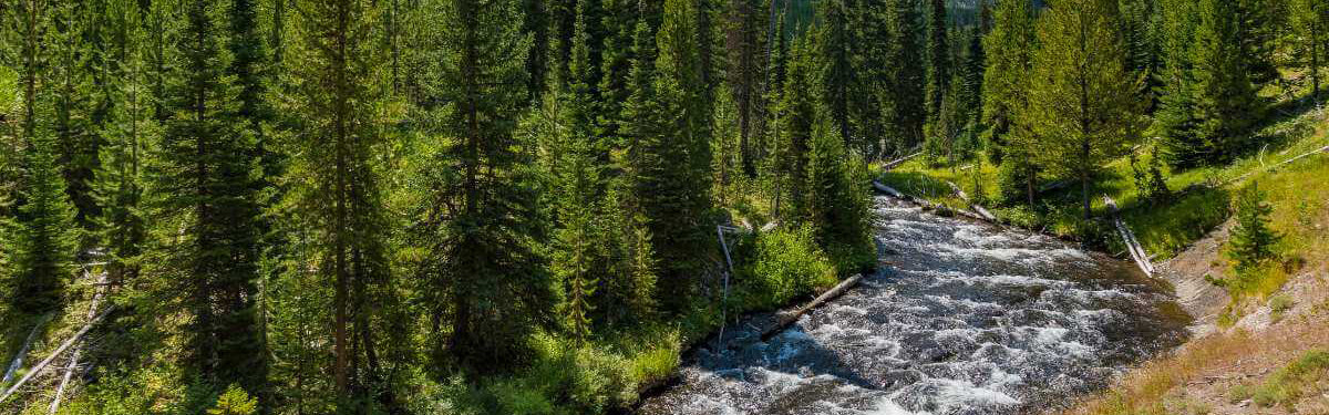 Fir tree forest with river running through it.