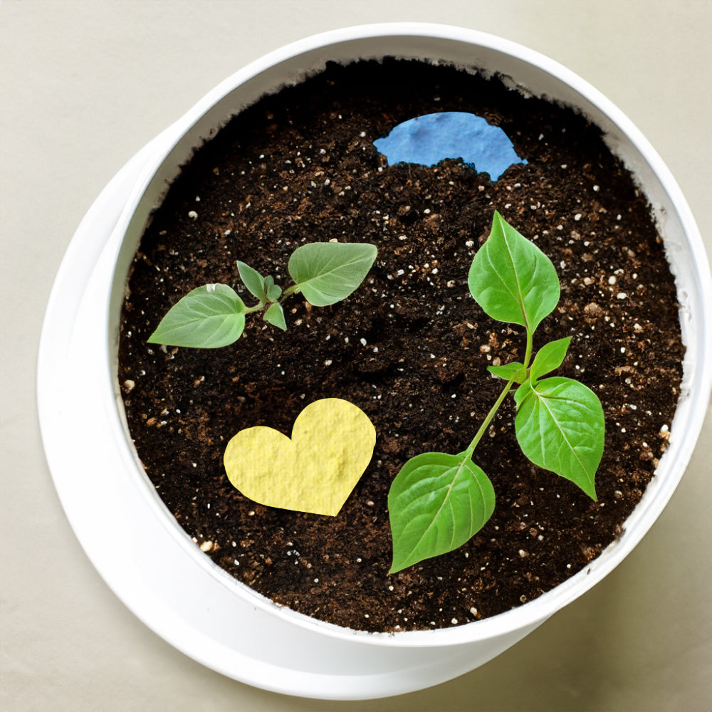 Promotional straw holder, customizable and embedded with seeds- how to plant.