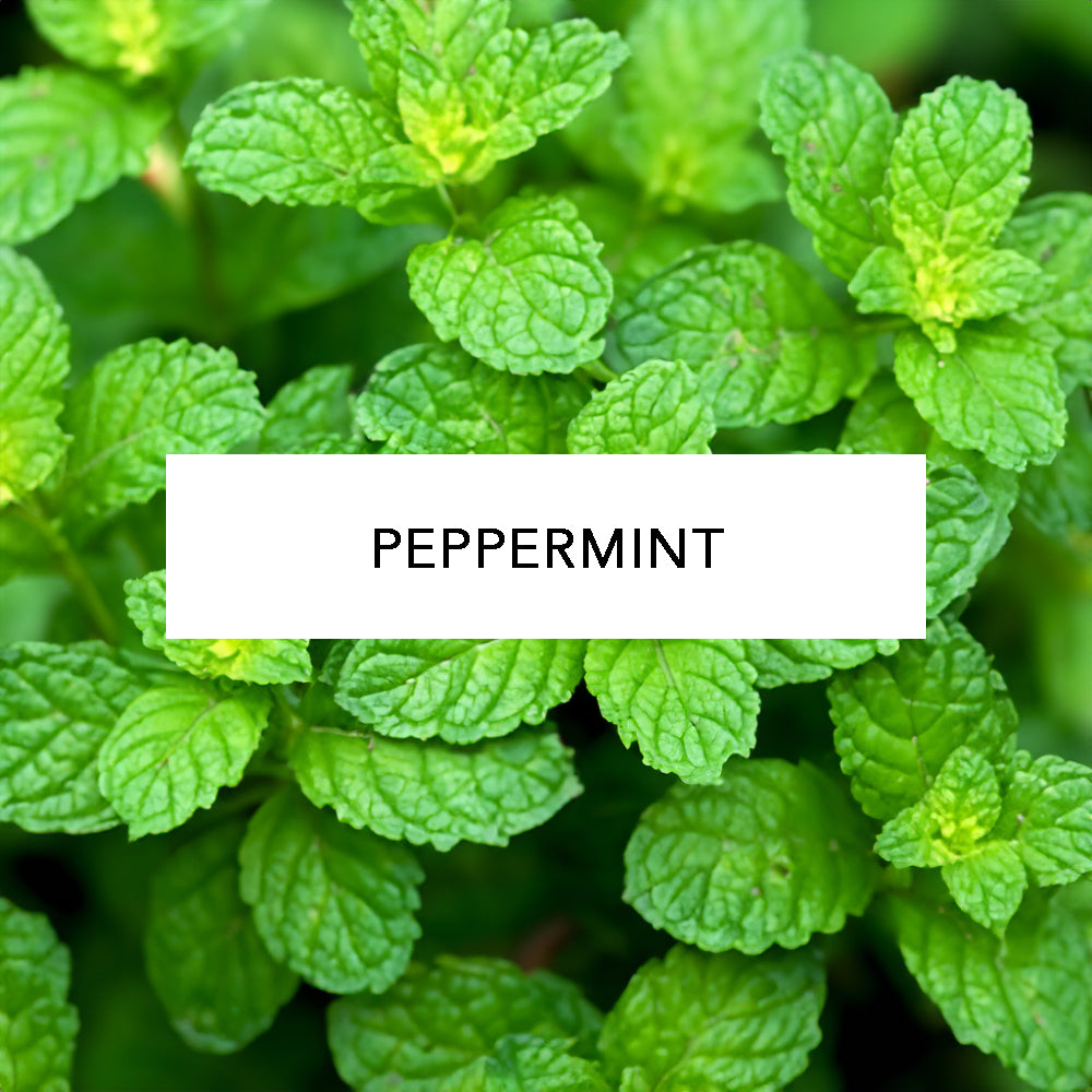 Essential Oil In Glass Dropper Bottle, peppermint.