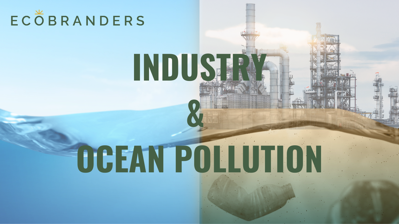 How the Promo Merch  Industry Contributes to Ocean Pollution and What EcoBranders Is Doing About It