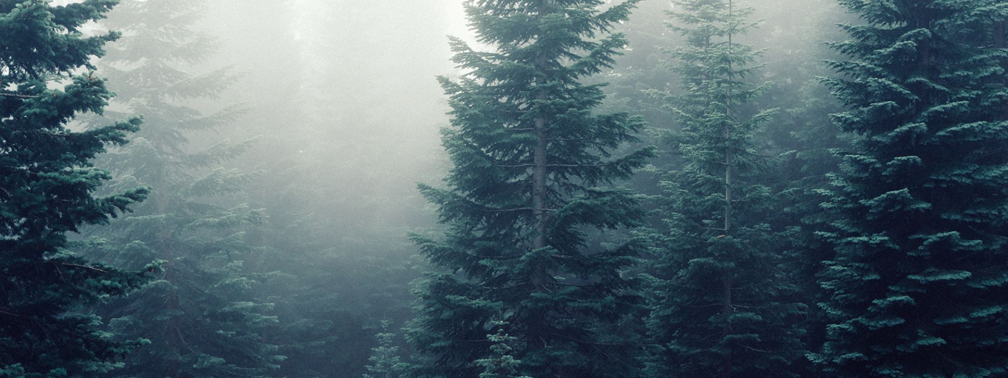 Beautiful fir tree forest with light fog