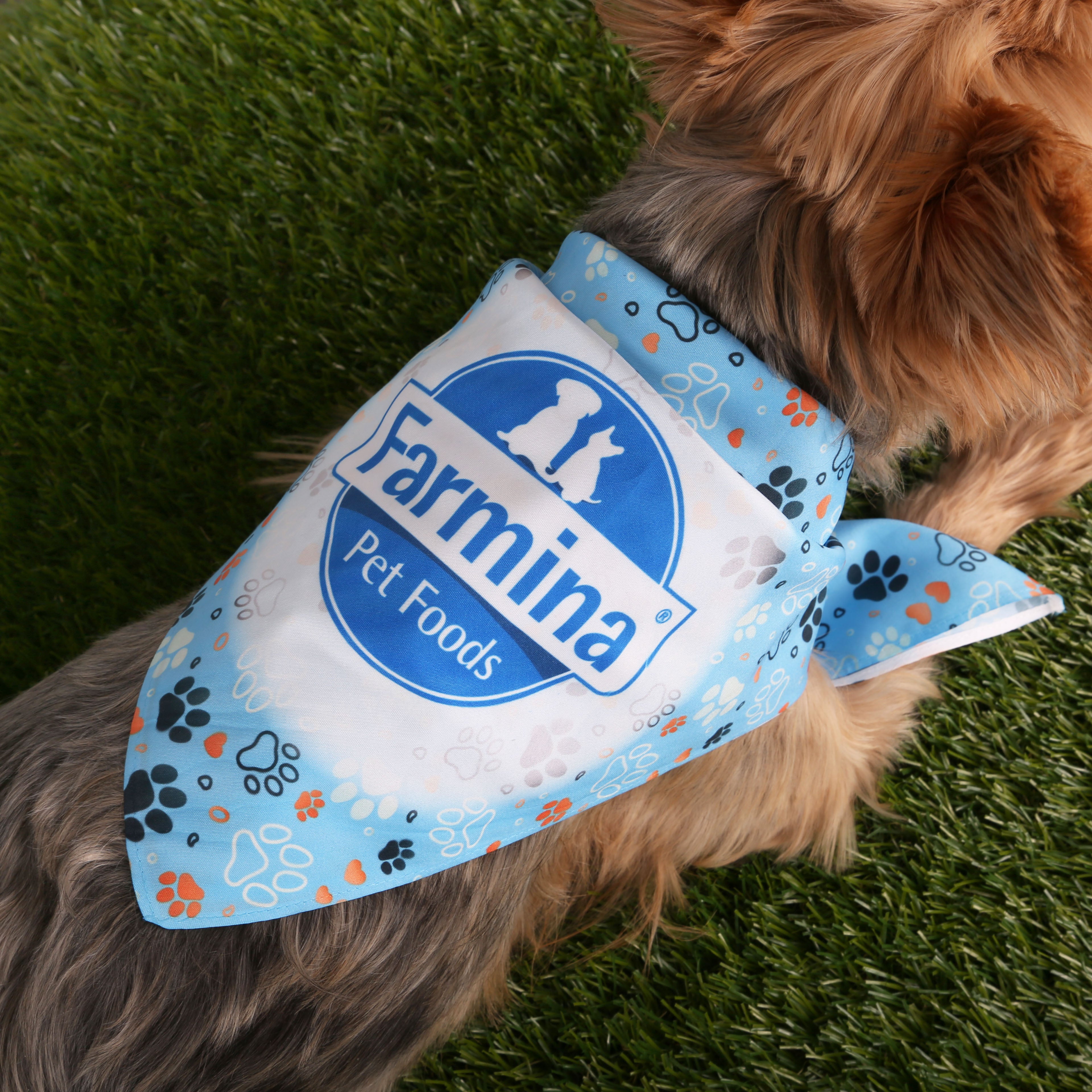Dog wearing our recycled Poly (rPET) custom branded dog bandana.